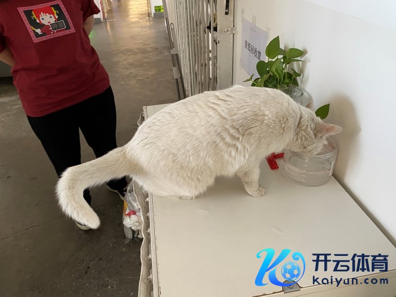 后浪剪辑部的一只猫。照相/佟鑫